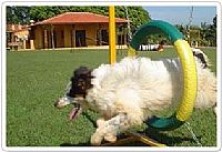 Deixe seu pet curtir o feriado no Clube de Cãompo