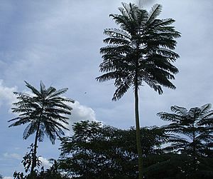 Dia do Meio Ambiente: comemorar ou refletir?