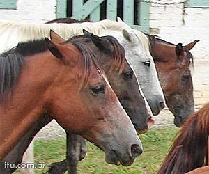 Cavalgada da Lua Cheia acontece nesse sábado
