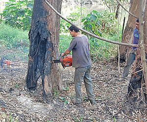 Defesa Civil corta árvore com risco de queda na Estrada Parque 