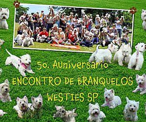 Clube de Cãompo sedia encontro de cãezinhos da raça Westie