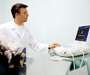Ultrassonografia animal - Uma nova opção de saúde para o seu pet