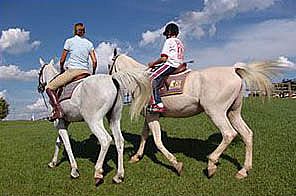 Curta as férias na companhia dos amigos cavalos