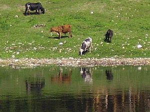 Em busca da sustentabilidade: gestão dos resíduos