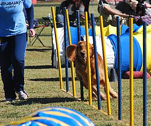 Final do Campeonato de Agility 2011 é neste final de semana