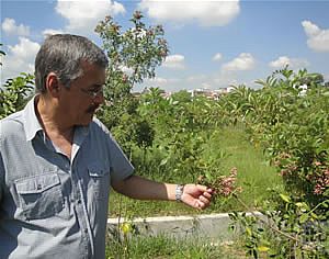Três anos depois, como está o "Itu Pela Vida - Plante Essa Ideia"?