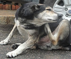 As doenças e os animais