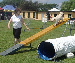 Uma atividade pra lá de animal: o Agility une saúde ao lazer