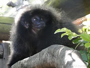 Projeto Mucky: amor e dedicação aos primatas