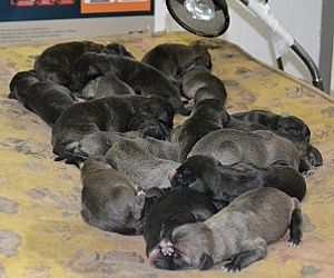 Cachorra dá a luz a 25 filhotes e pode entrar para o Guinness Book