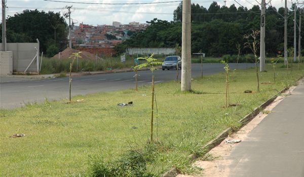 Projeto piloto "Floresta Urbana" é iniciado em Indaiatuba