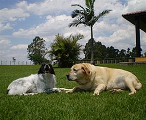 Clube de Cãompo é opção para hospedagem de pets no carnaval