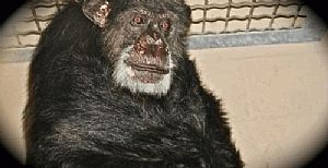 Quantos anos vive um chimpanzé?