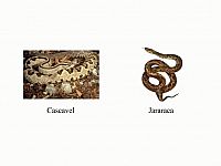 Desastre ambiental: A invasão das cobras
