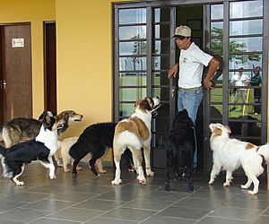 Clube de Cãompo alerta sobre tendência à dominância de cães 