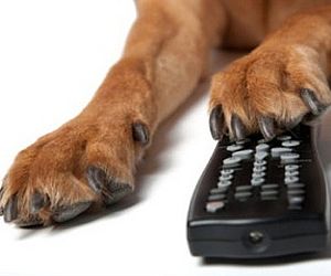 Cães ganham primeiro canal de TV nos EUA