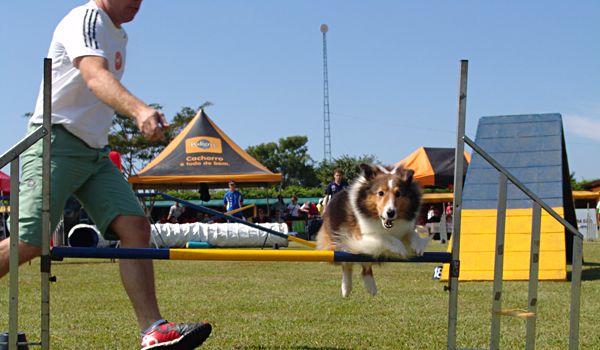 Finais do Campeonato Brasileiro de Agility reúnem 140 competidores