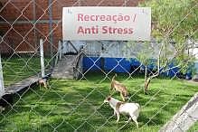 Centro de Reabilitação Animal e Zoonoses completa três anos 