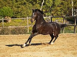 31ª Exposição Internacional do Cavalo Lusitano acontece em Indaiatuba