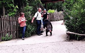 A insegurança nos zoológicos