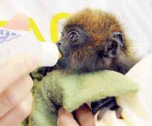 Projeto Mucky pede doação de leite para os primatas atendidos 