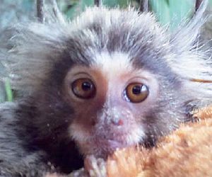 Sagui abandonado: "Feijãozinho