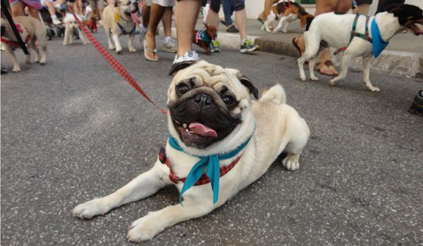 4ª Cãominhada leva mais de 400 cães ao Eixo Histórico de Itu