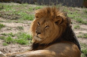 Leões africanos em extinção