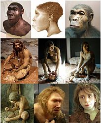 Evolução do homem - a errata