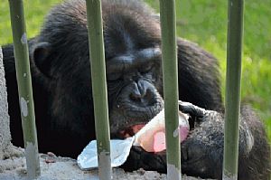 O paladar dos chimpanzés