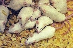 Experimentação animal