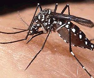 Idosos apresentam 12 vezes mais risco de morrer por dengue