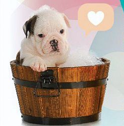 Ariza Centro Veterinário faz promoção de serviços de estética pet