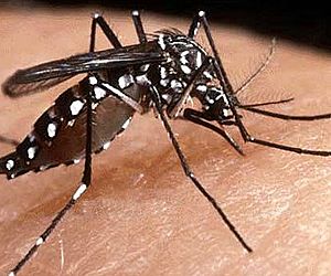 Cidadão realiza campanha de conscientização contra a dengue