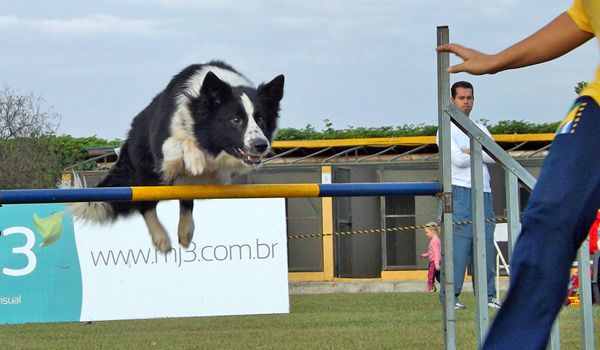 Descontração e habilidade marcam final do Brasileiro de Agility 2013 