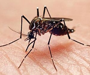Secretaria de Saúde realiza ações de combate à dengue