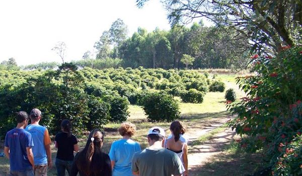 Tour "Do Cafezal ao Cafezinho" tem nova edição na Fazenda Bela Vista