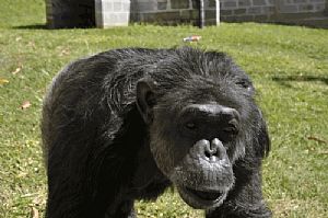 Os chimpanzés sabem perdoar?