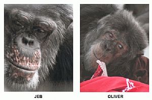Jeb e Oliver: duas vidas ceifadas