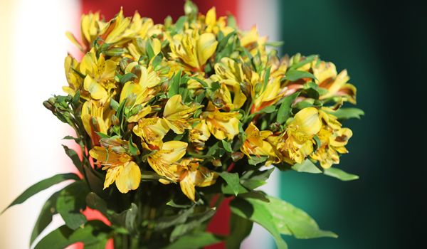 Expoflora mostra tendência de flores e plantas em verde e amarelo