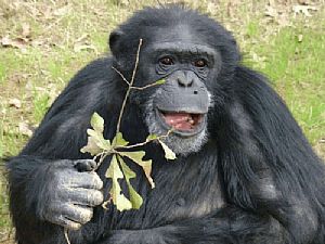 200 chimpanzés sem destino