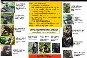 Zoológicos europeus: castração de gorilas