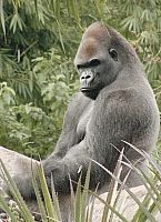 Zoológico de Belo Horizonte 