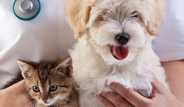 Quem ama cuida! Não esqueça de vacinar seu cão ou gato