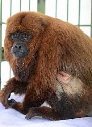Zoológico para quê?