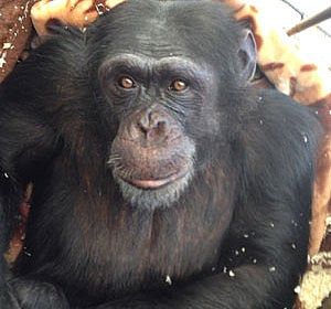 Charlie, o último chimpanzé do Líbano