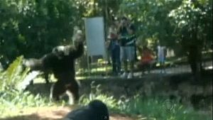 Visitantes são feridos em Zoo de Belo Horizonte