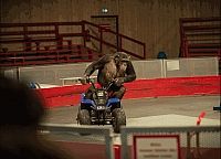 Zoológico alemão será investigado