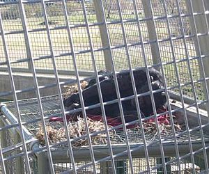 Justiça argentina considera chimpanzés como objeto