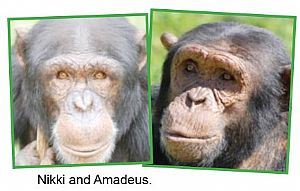 Chimpanzés em perigo de serem eutanasiados